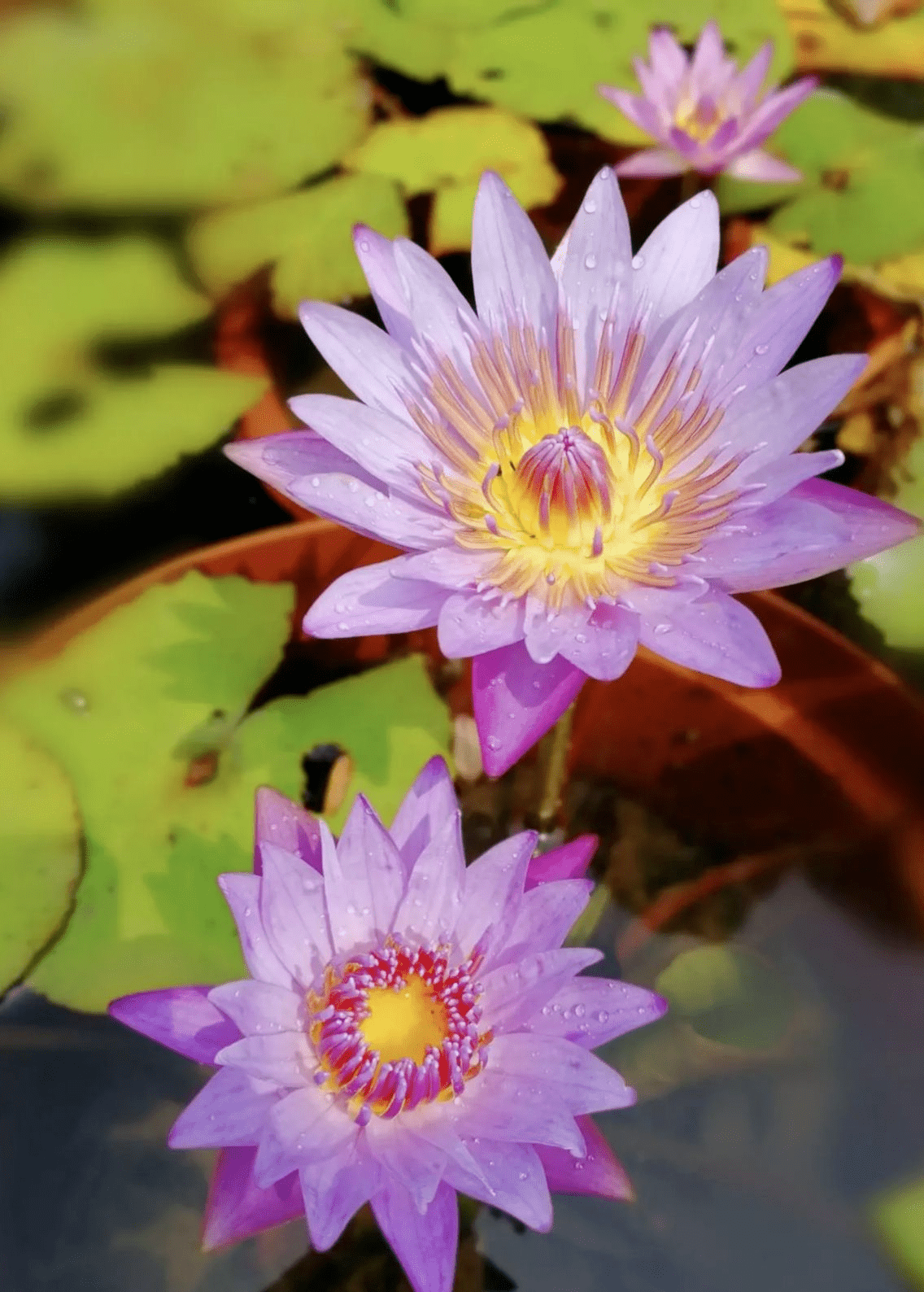 四季开花的水生植物(水陆双栖的种植物,种四季开花的花卉有哪些)