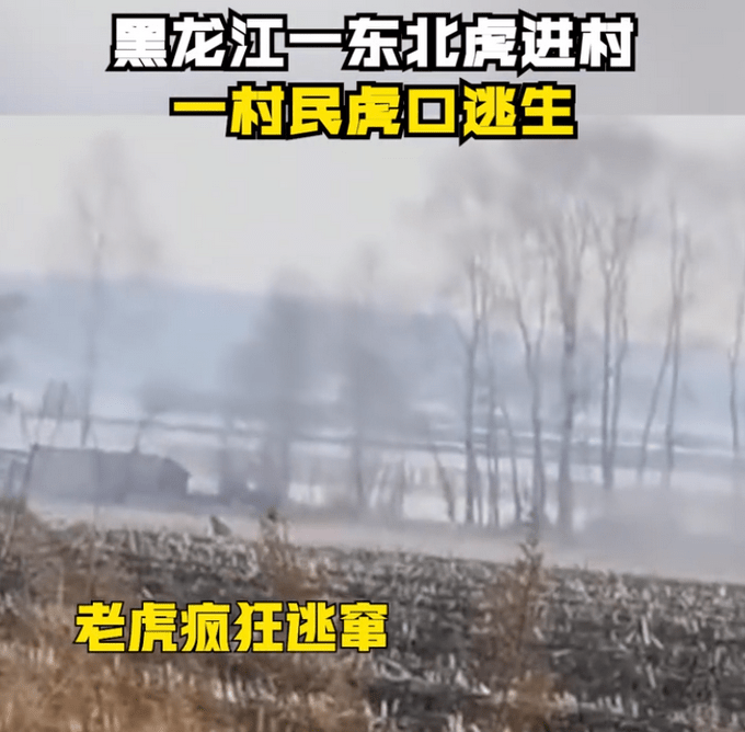 黑龙江一野生东北虎进村