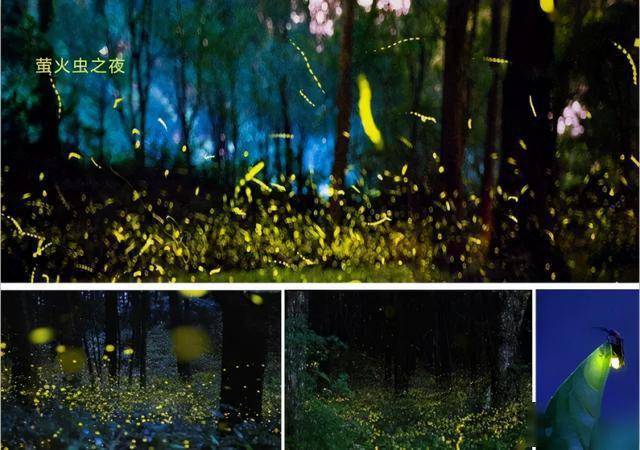 安顺浪漫萤火虫季星火流萤五一邀您共赏