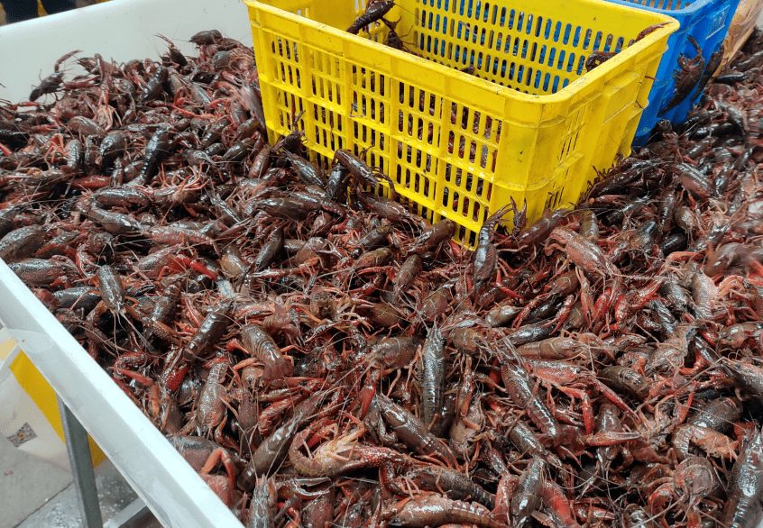 近日,记者来到中国小龙虾交易中心,线下龙虾交易市场一片忙碌,虾农卖