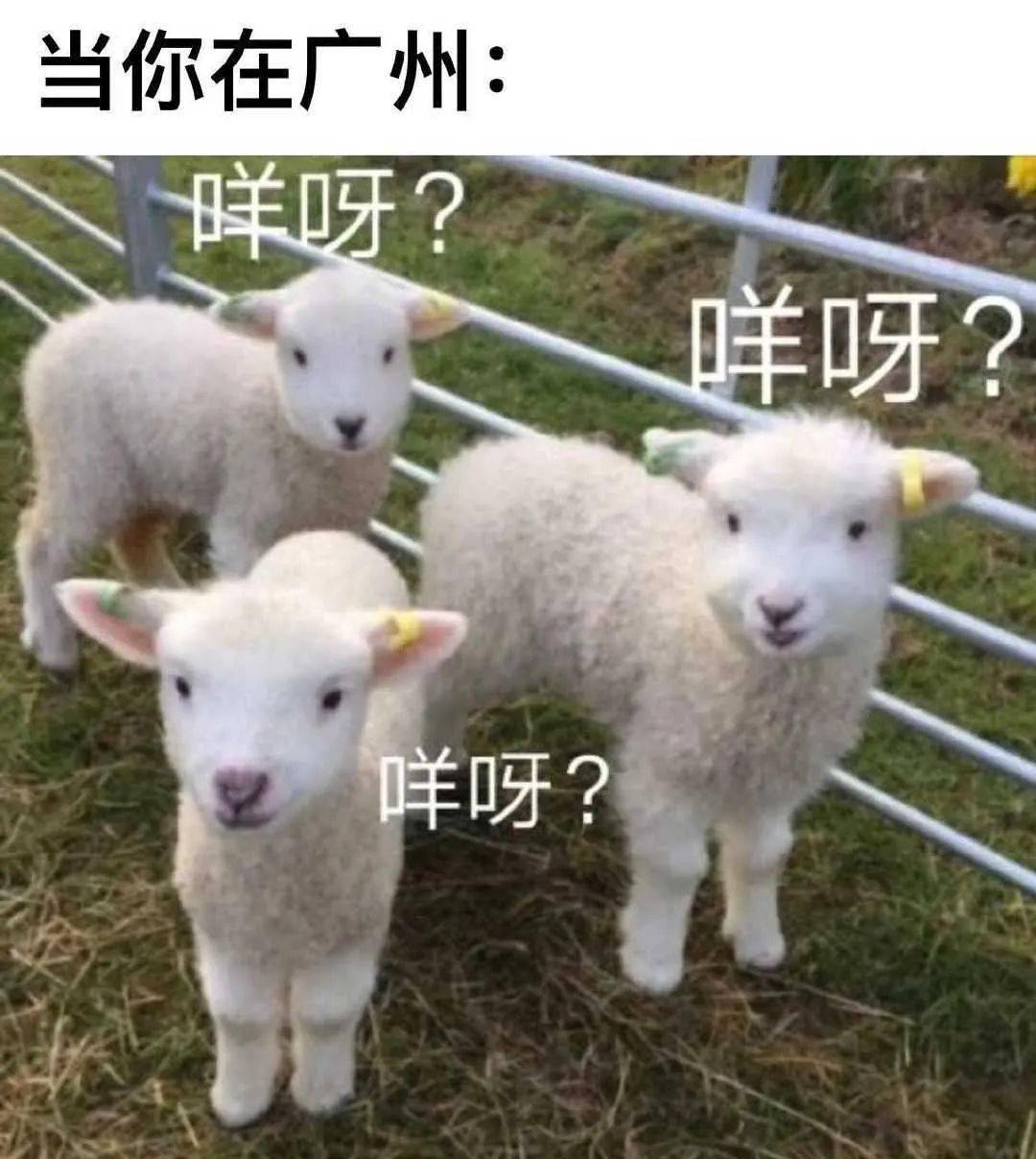 广东人表情包