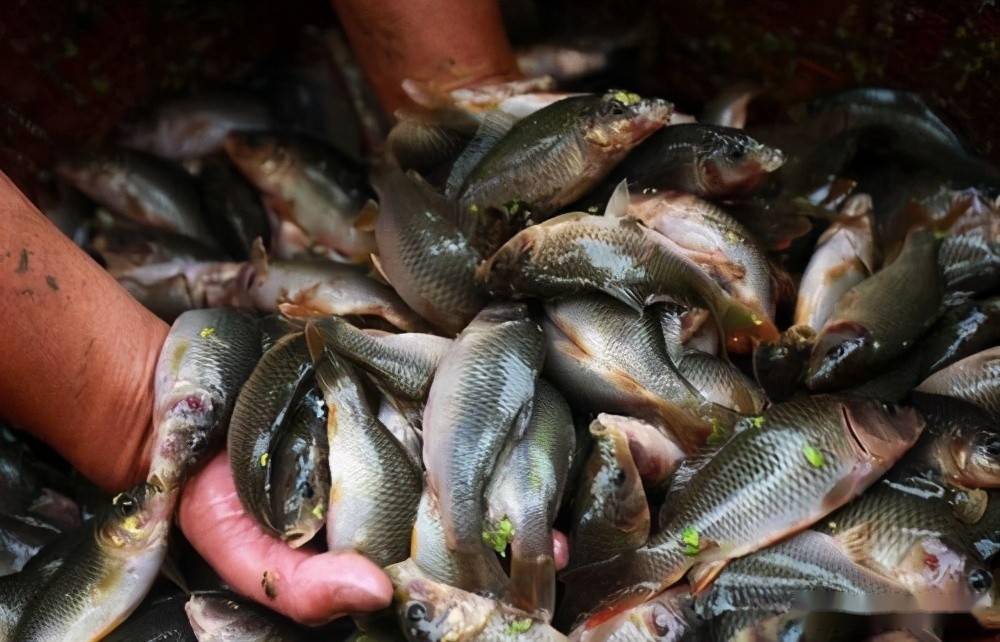 资助项目郴州高山禾花鱼高效生态养殖技术