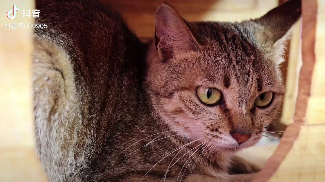 三只性格各异的田园猫你们觉得哪一只更好看