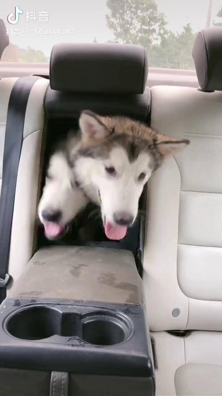 汪汪汪我叫coco是伯爵的女儿还有一个是我的亲姐姐叫小露娜铲屎倌叫她