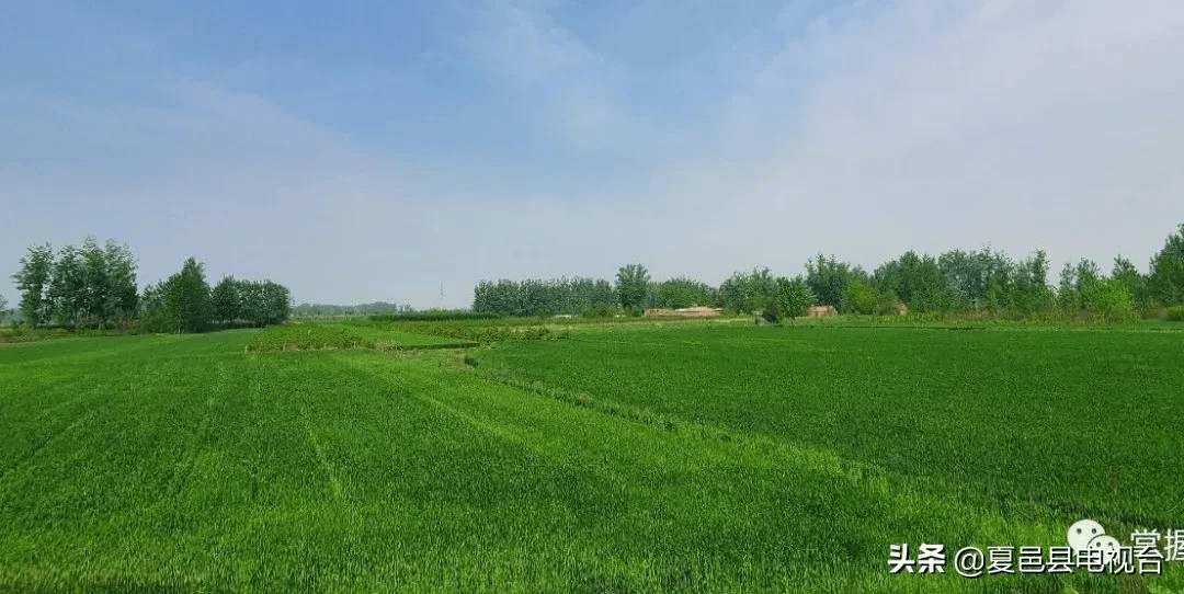 快来看看咱夏邑老家的麦苗长成啥样了小编带你一起下地去看看附实拍图