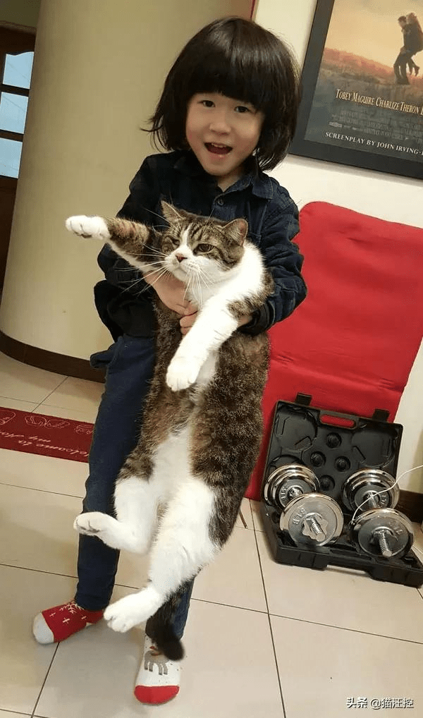儿子尝试抱猫,虽成功,但有点吃力,猫也是一脸无奈_人类
