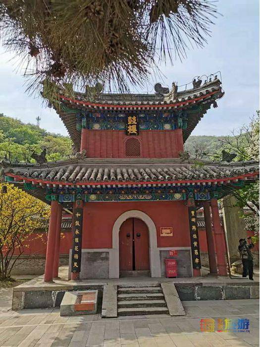 京西门头沟戒台寺赏丁香,花开正好等你来!_牡丹