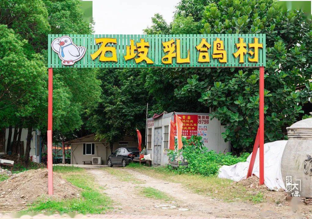 8折杀到乐从!"_石岐乳鸽