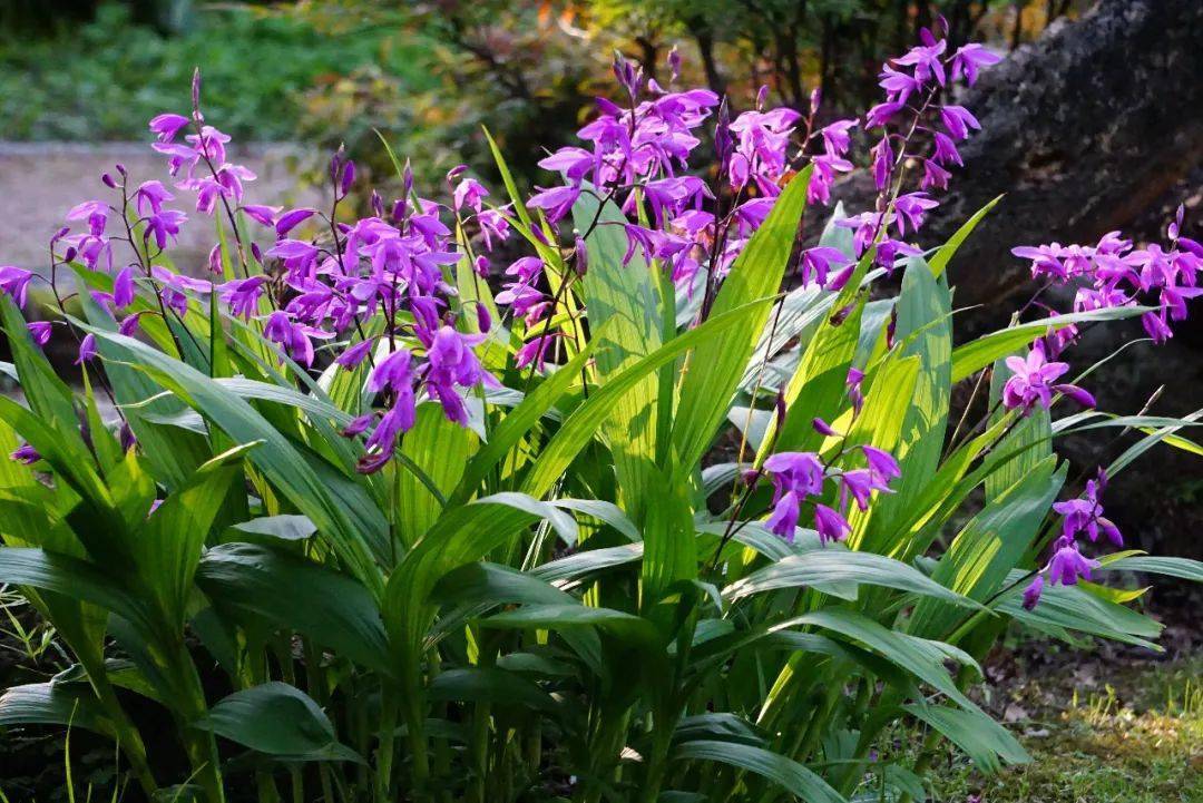 白及,黄花白及 bletilla ochracea,华白及 bletilla sinensis)