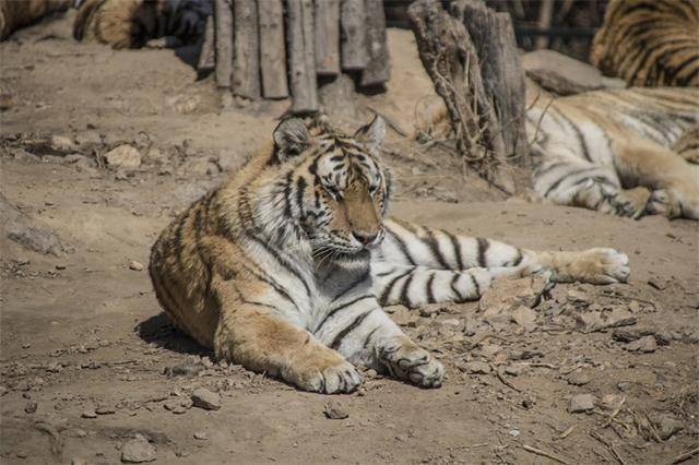 闯村伤人老虎被命名完达山1号 完达山乳业:这虎是真的虎