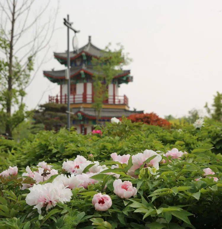 邢台这些地方牡丹花开得正艳!