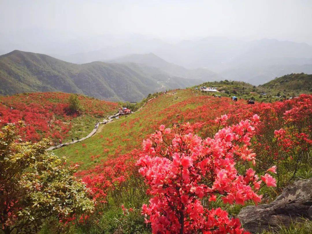 漫山红艳,去智仁抓住这个春末的烂漫吧!_太湖