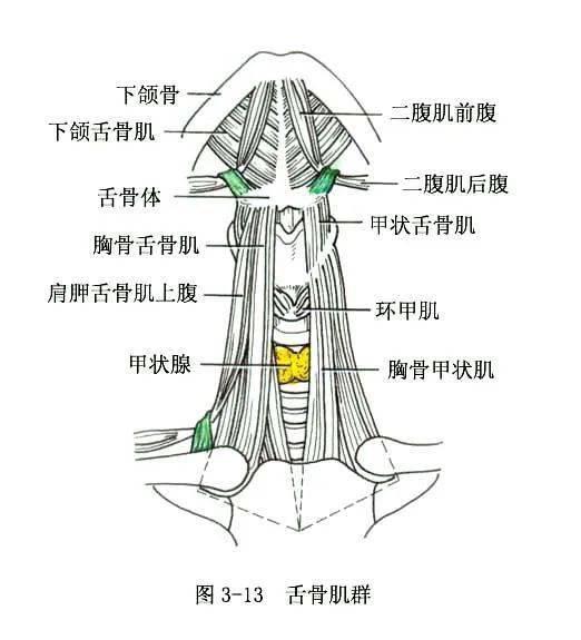 系统解剖线条绘图骨骼肌