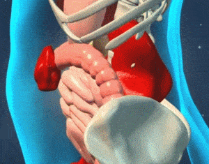 孕妇内脏器官挤压动图图片