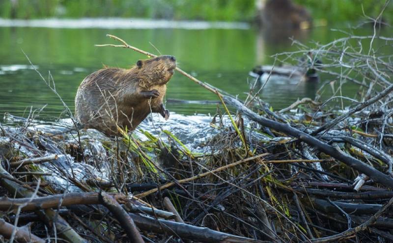 加拿大国兽啃断地下光缆致互联网瘫痪原来它们正在筑坝