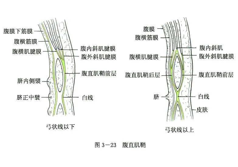 系統解剖線條繪圖——骨骼肌_減肥