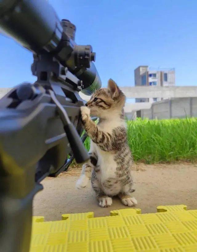 兵哥哥部队养猫网友看到后火冒三丈