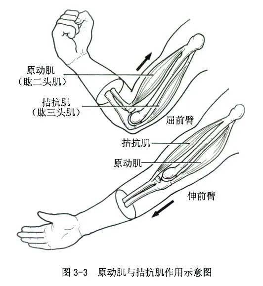 运动系统结构图简笔画图片