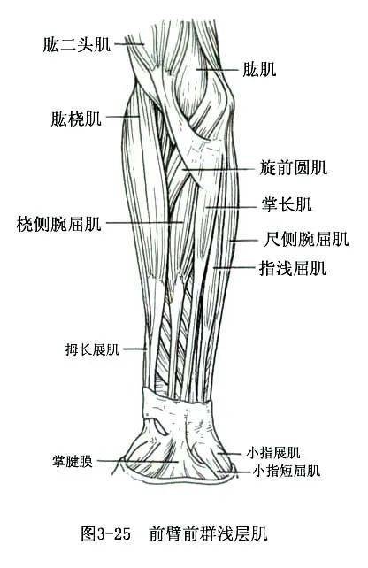 系统解剖线条绘图骨骼肌