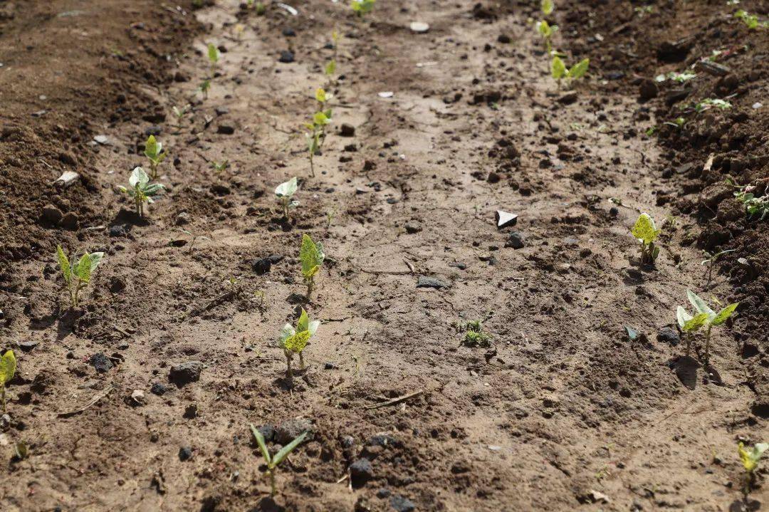 地瓜是不是粮食作物 36ed1f7fbaa64f3b8ac47f6bcd704703.jpeg