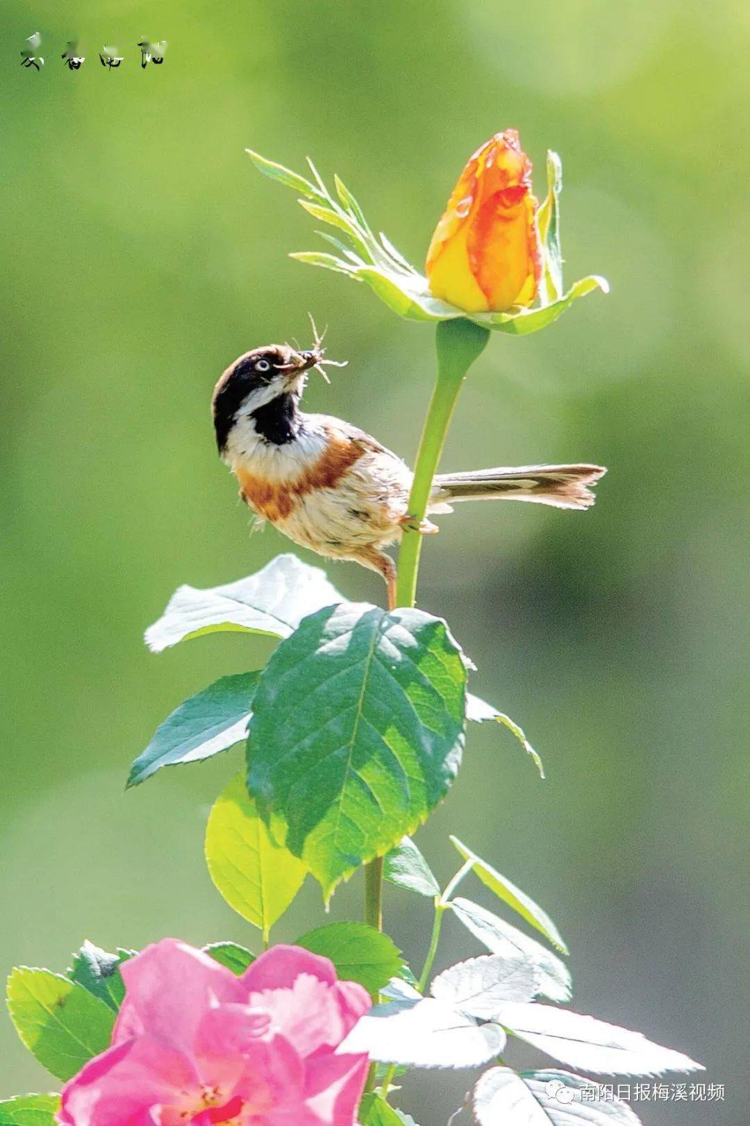 美丽河南(53)| 爱看南阳之花鸟总知春烂漫