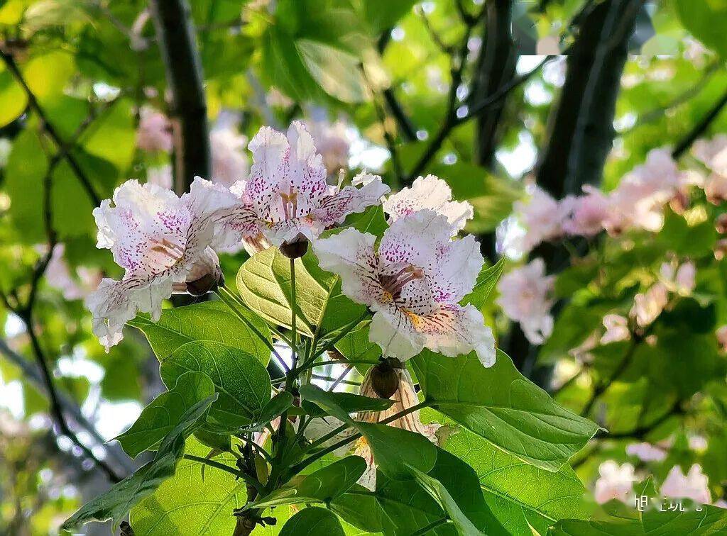 木中之王金丝楸