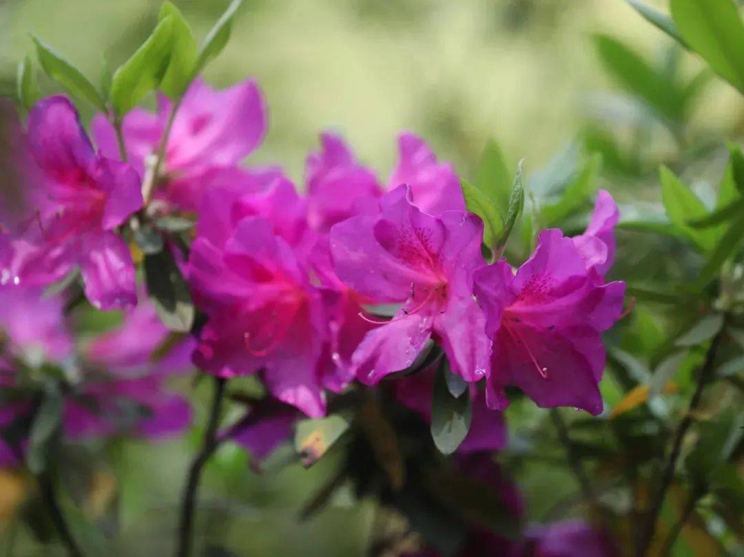 藏不住了镇江的市花已经开好啦