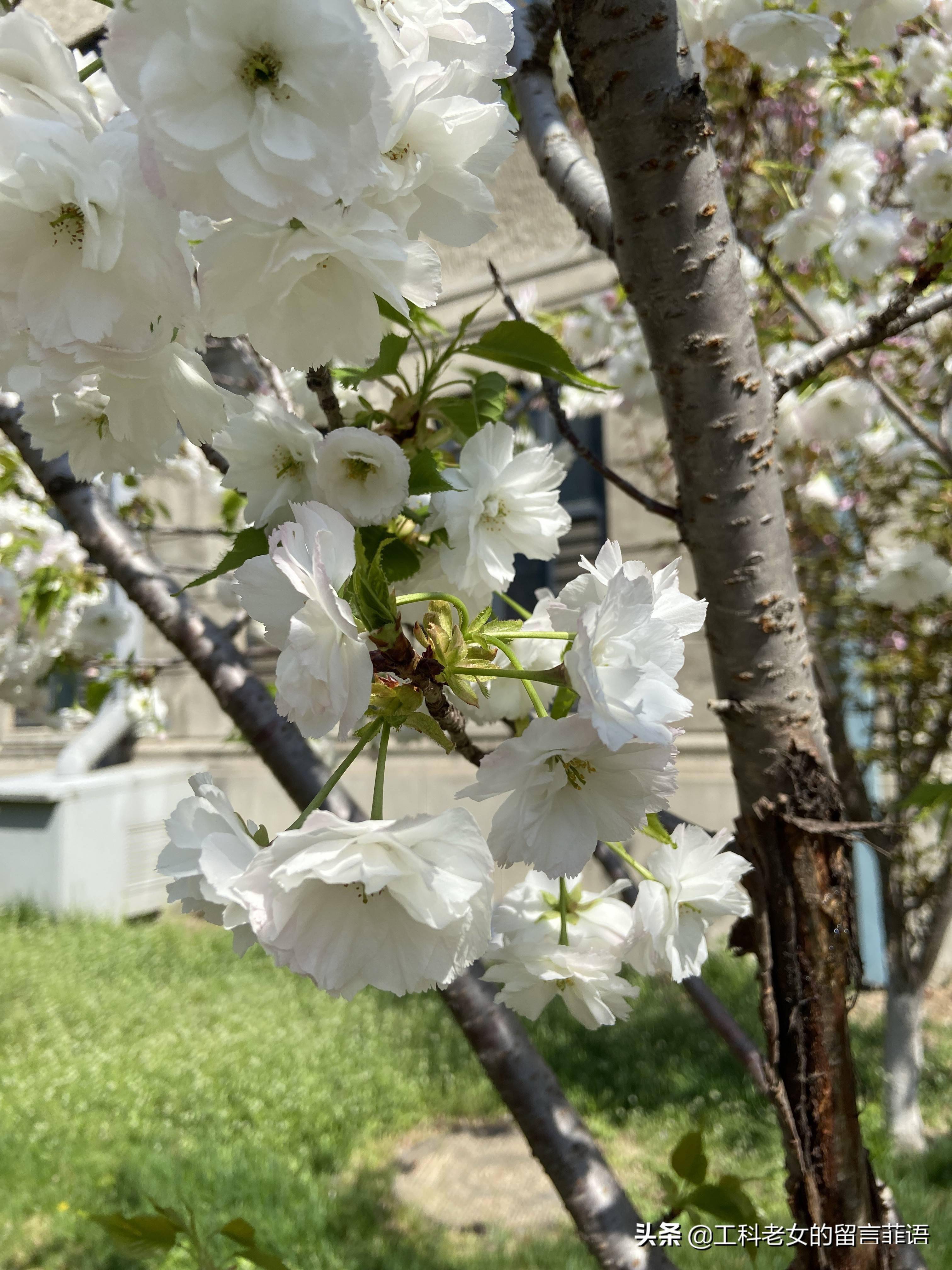 沈阳:白樱花,粉色的花苞开出白色的花朵