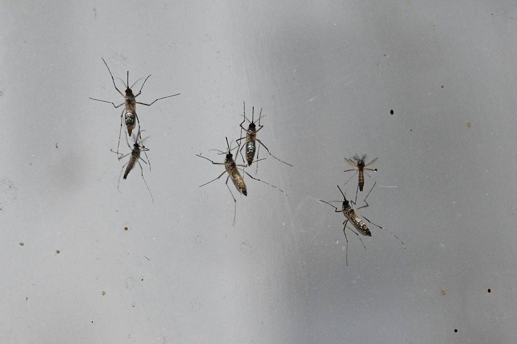 美佛州将释放14 4万只转基因蚊子 减少登革热等疾病传播 伊蚊