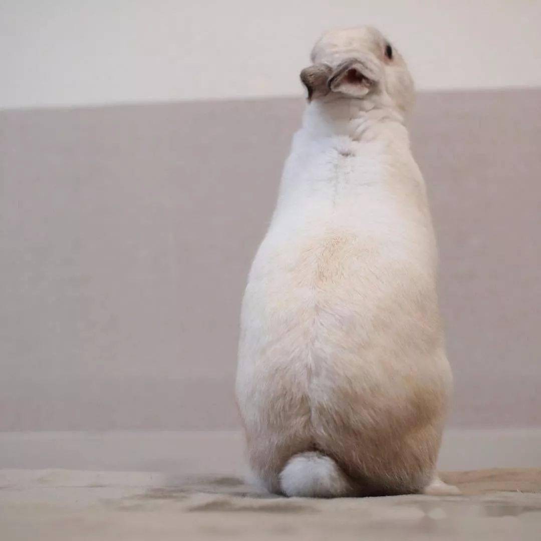 兔子站起来时是在看什么