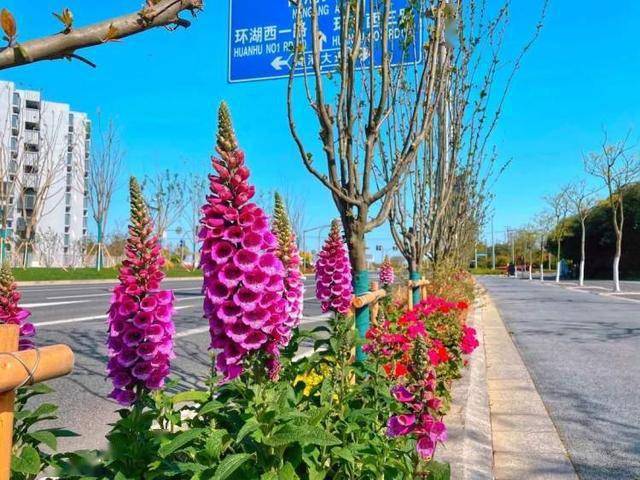 增 色 又添 景 新片区道路景观再提升 花境营造美丽街头 改造