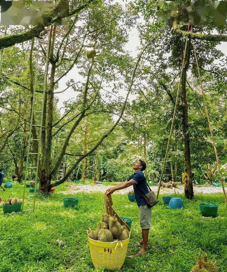 肉多绵糯一口到泰国今年的第一个榴莲甜到入心