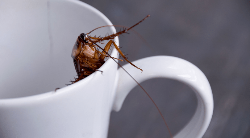 蟑螂奶才是续命大触