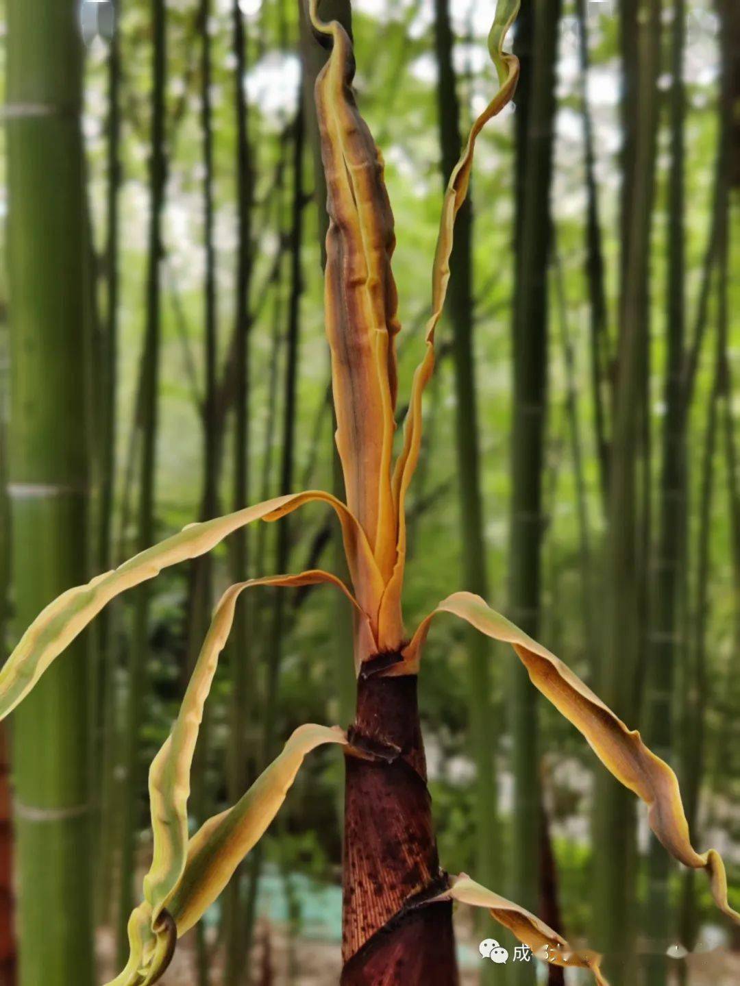 暮春时节恰逢竹林青青竹笋香滚滚的秘密花园