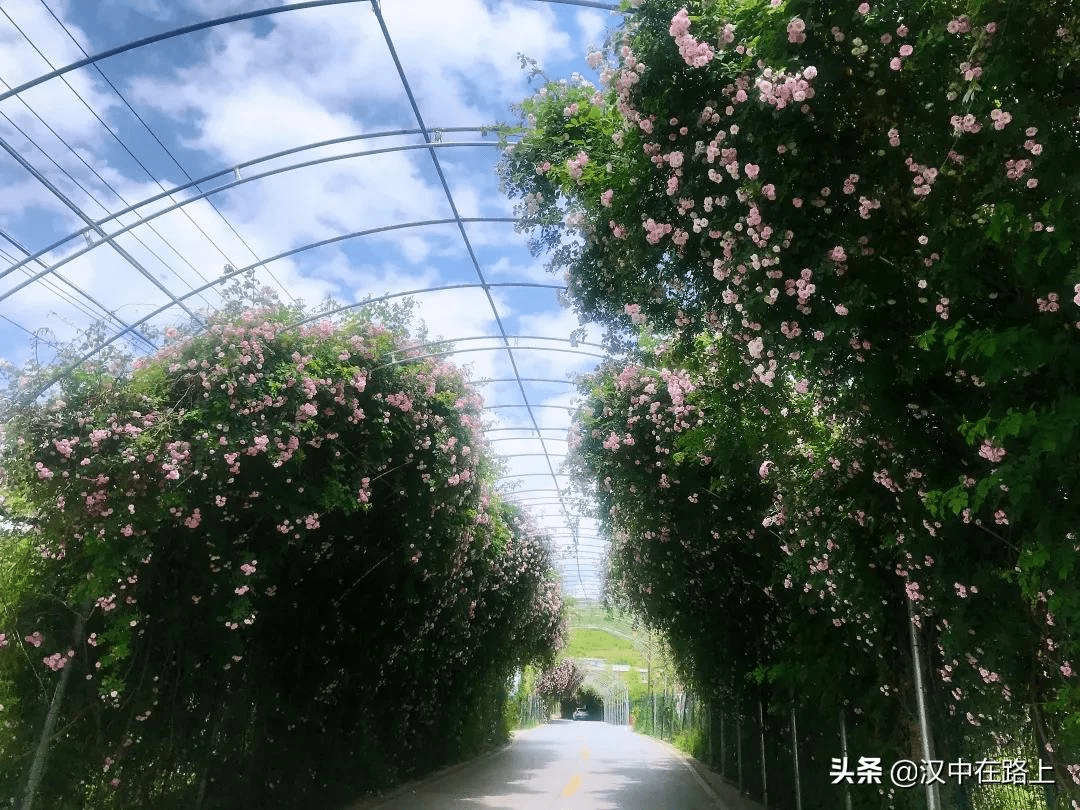 惊艳汉中花果山一大片蔷薇花海盛放美爆了