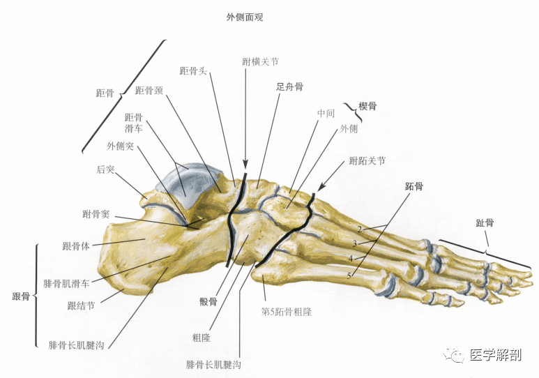 距骨穹窿解剖图片