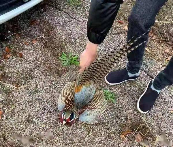 深夜山林打獵很刺激桃渚四個男子把斑鳩雉雞當成宵夜吞下肚