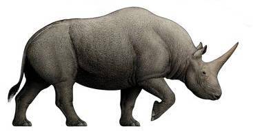 老祖宗现身真板齿犀悬而未决多年的起源难题落定了