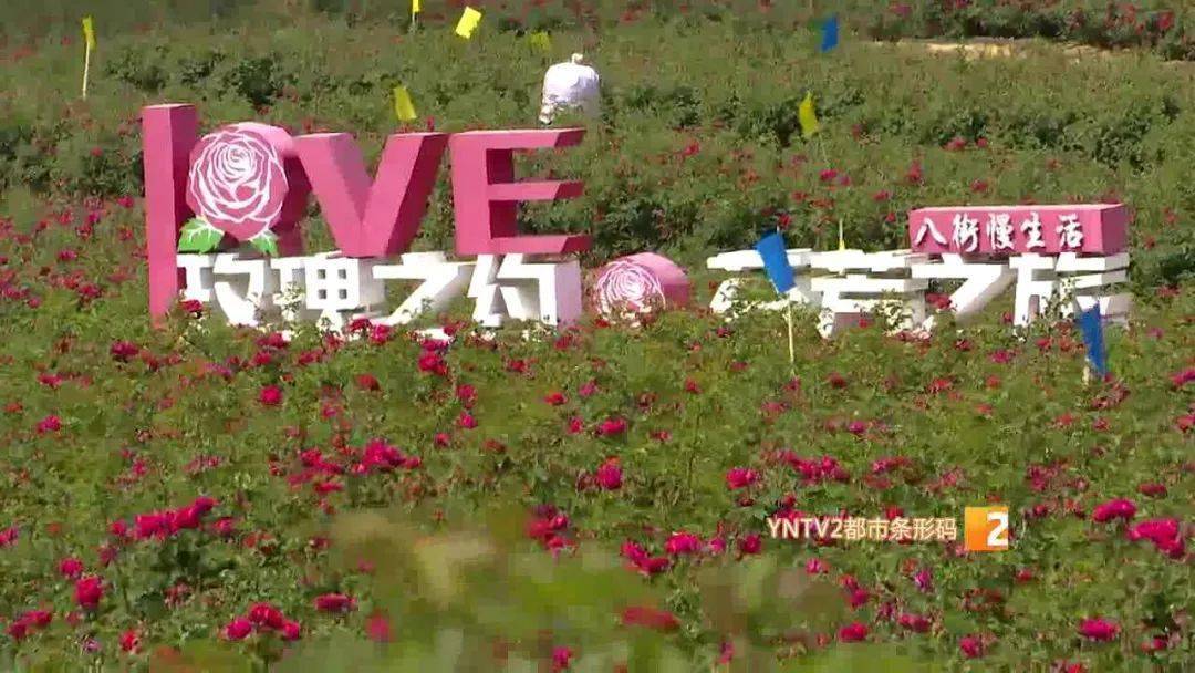 安宁八街近万亩玫瑰进入盛花期快去打卡开启浪漫芬芳之旅