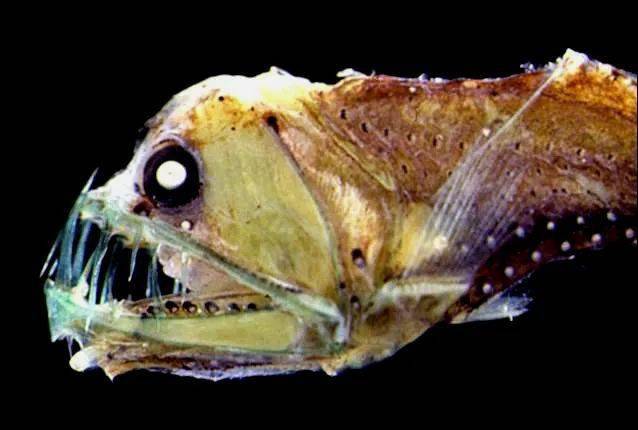 马里亚纳狮子鱼八千米深渊的海底精灵丨水经新注