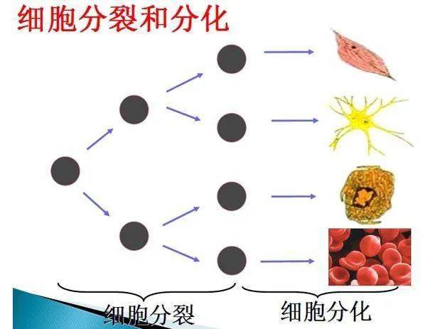 动植物细胞分化过程图片