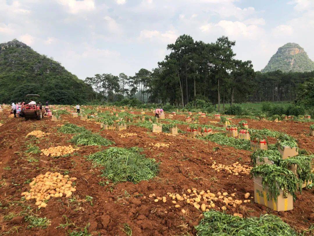 急云南多地土豆滞销价格远低于去年菜农急盼销路