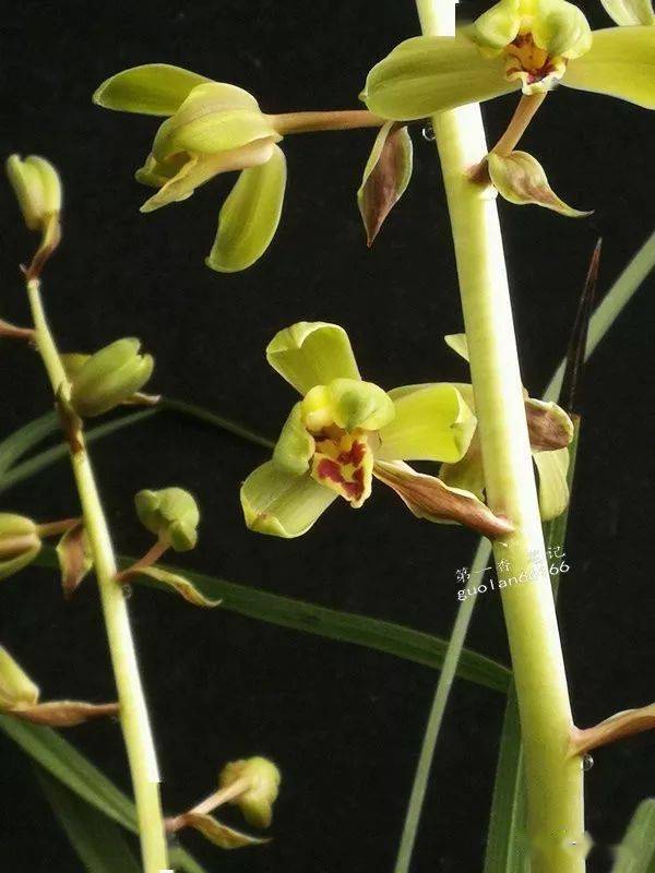 花开欣赏0277让人可期的蕙兰老染字