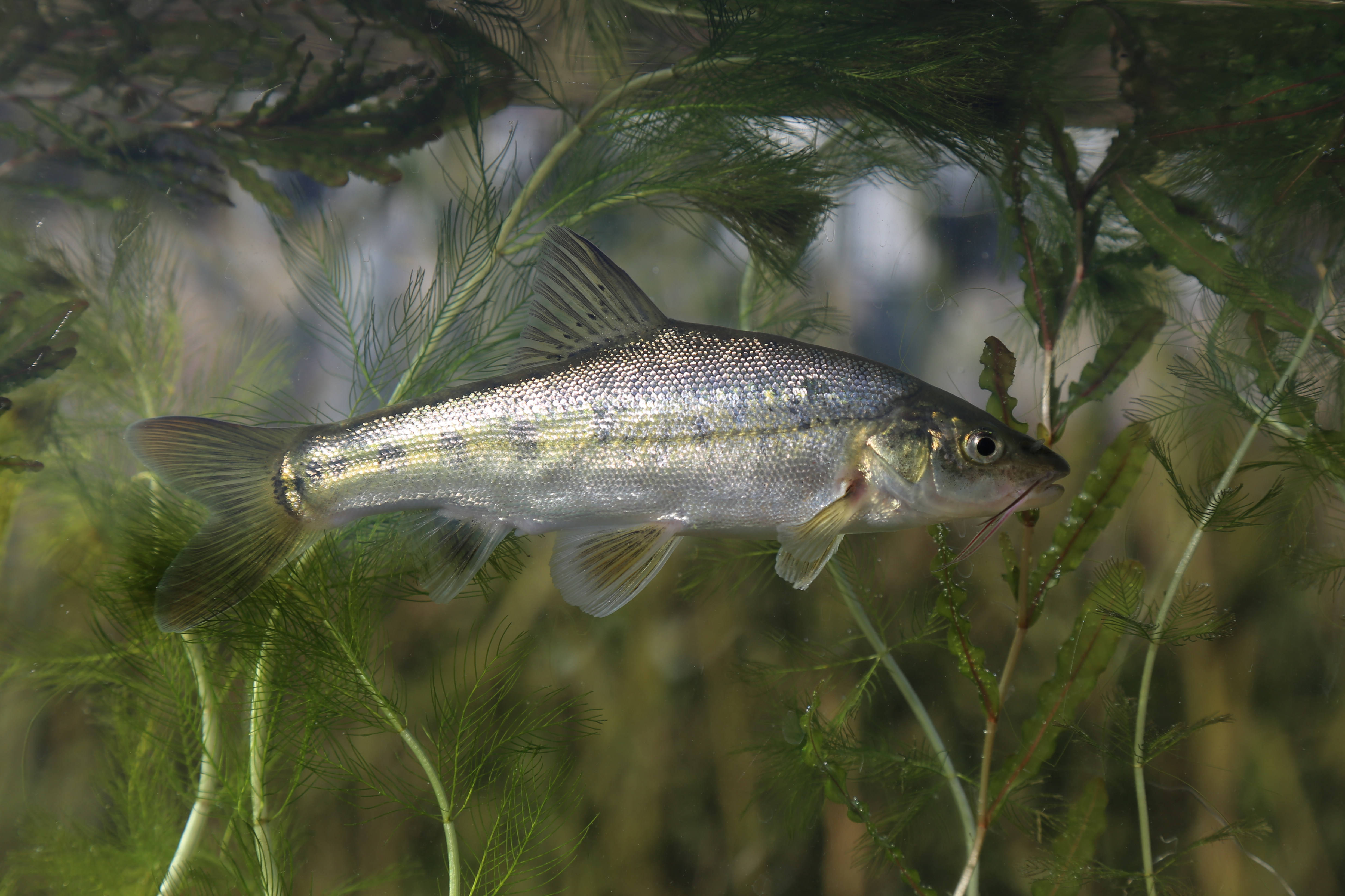 共建地球生命共同体|滇池金线鲃回归记_杨君兴
