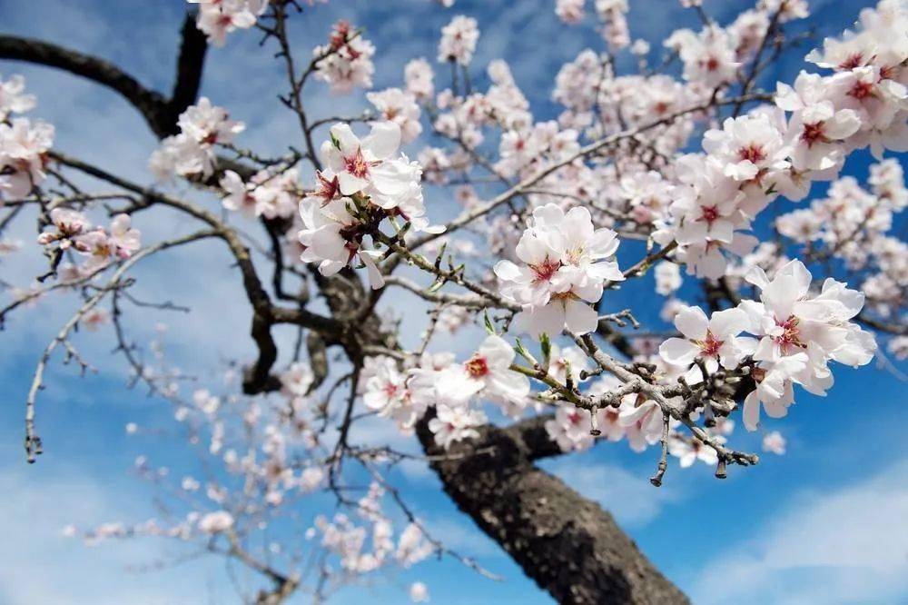 陆游 小楼一夜听春雨 深巷明朝卖杏花 草书