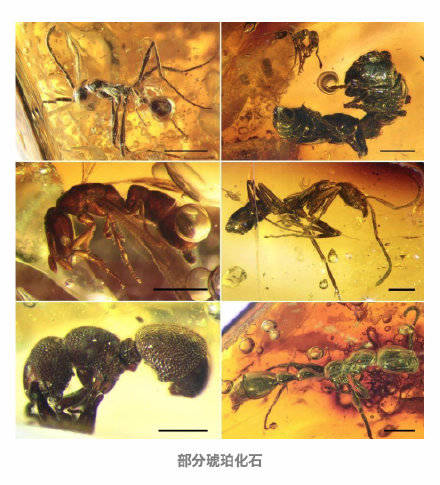 琥珀|南京专家发现最丰富琥珀生物群