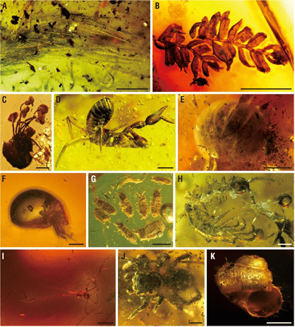 琥珀|中国科学家新发现：福建漳浦琥珀生物群成世界四大琥珀生物群之一
