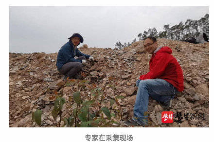 琥珀|南京专家发现最丰富琥珀生物群
