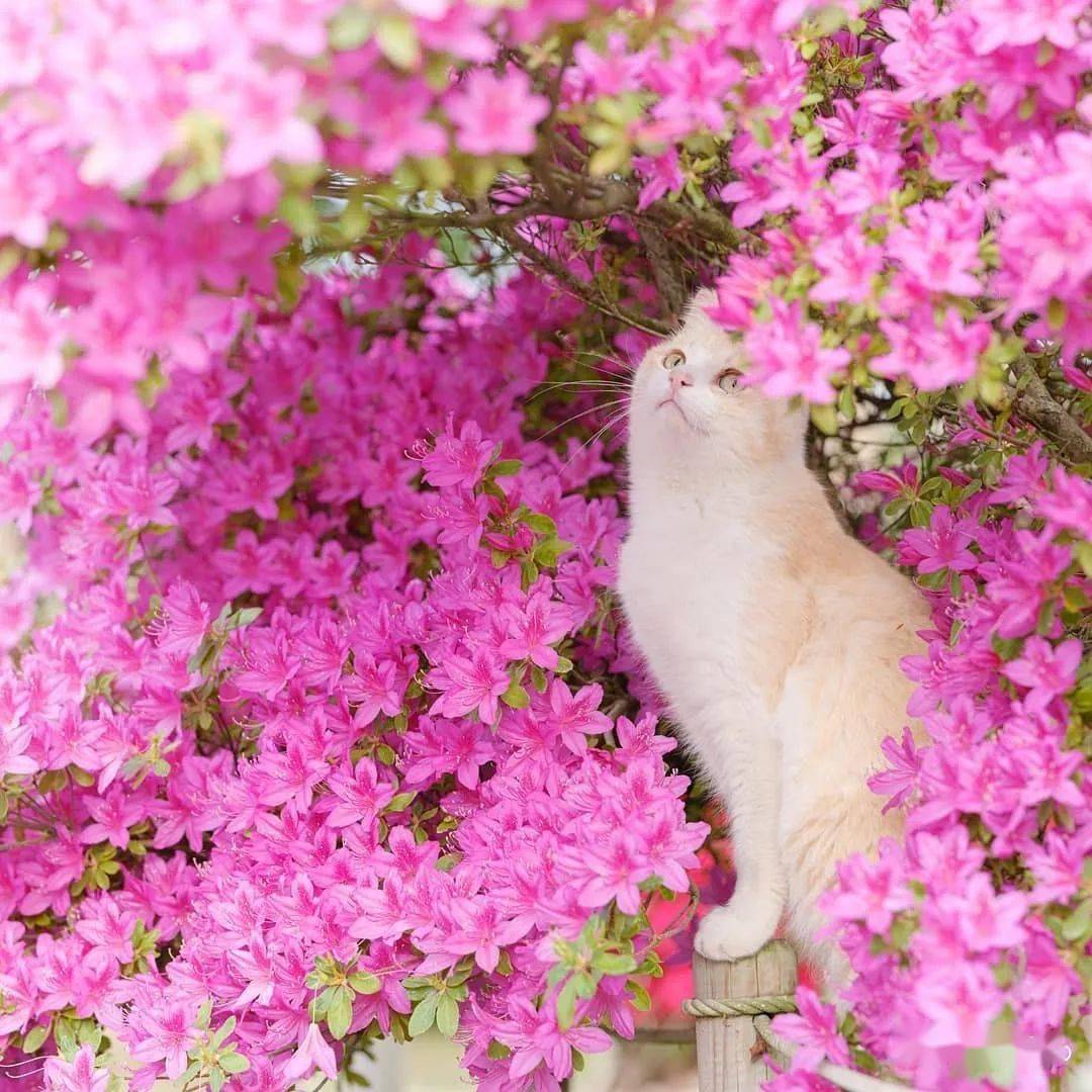 猫与花