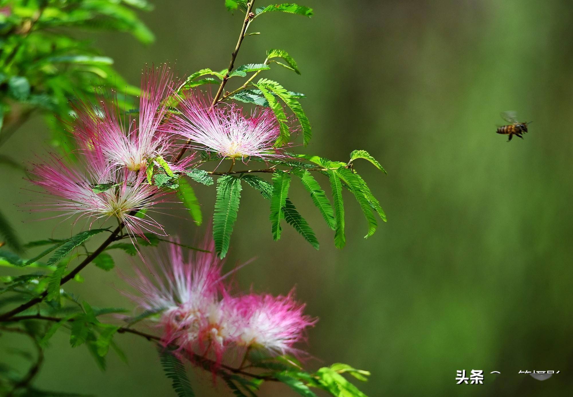 美蕊花即蘇里南朱纓花又名紅合歡